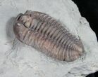 Large Flexicalymene Trilobite From Ohio - #10411-1